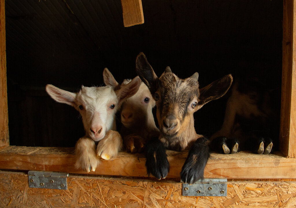 Foto di propriet� dell'Azienda Agricola #FAICHEESE