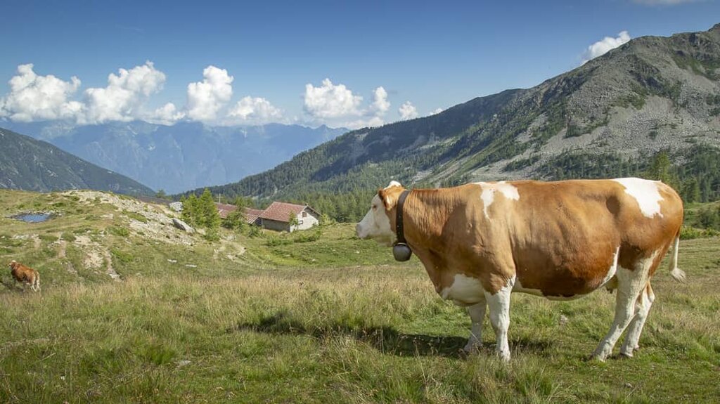 Foto di propriet� dell'Azienda Agricola #FAICHEESE