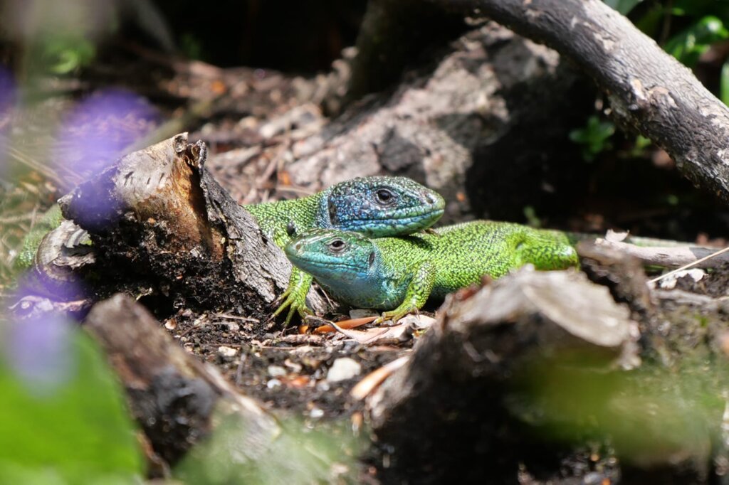 Foto di proprietà del Giardino Alpinia Foto di proprietà del Giardino Alpinia