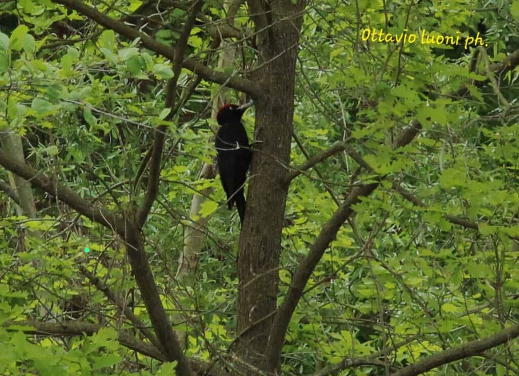 Foto di proprietà del Giardino Alpinia Foto di proprietà del Giardino Alpinia