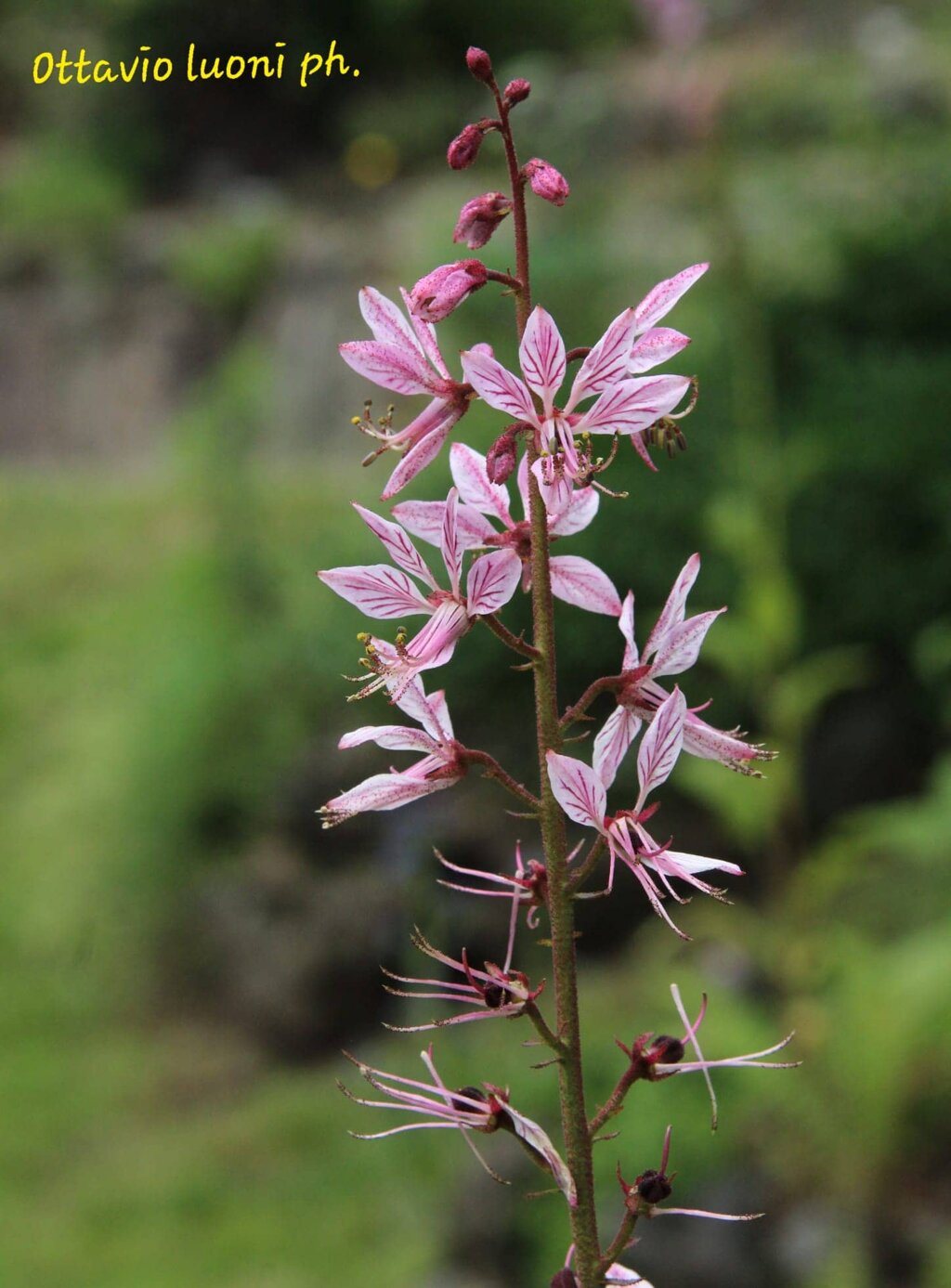 Foto di proprietà del Giardino Alpinia Foto di proprietà del Giardino Alpinia