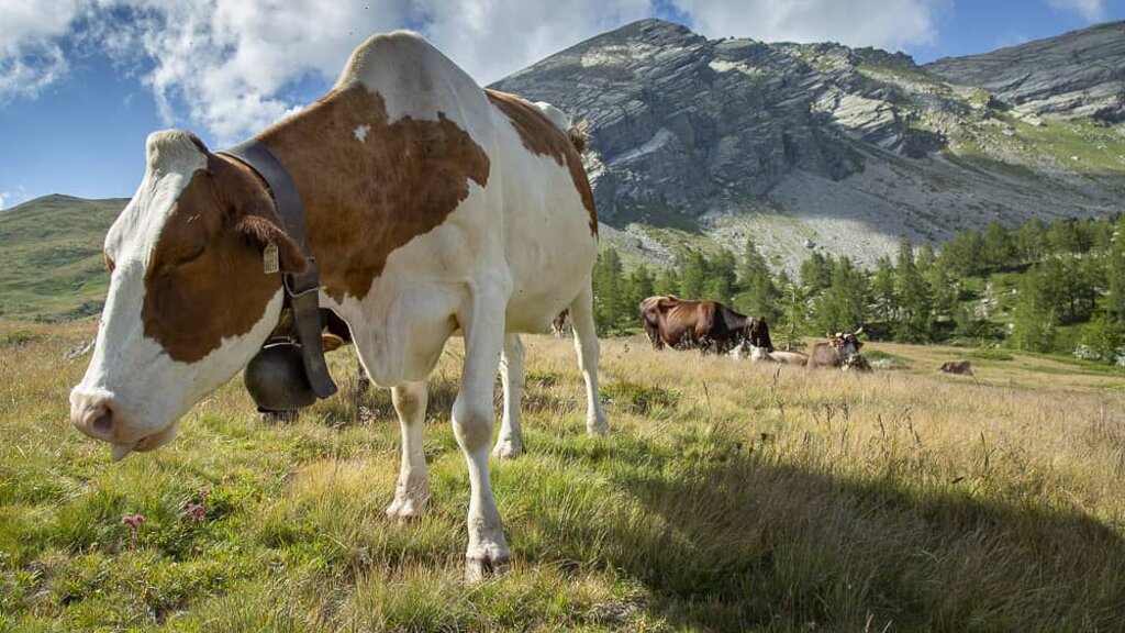 Foto di propriet� dell'Azienda Agricola #FAICHEESE