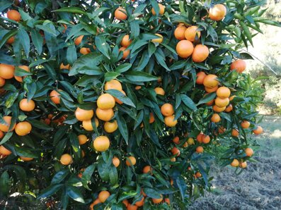 e9ac455d-4e88-41dc-a950-55f9ac3ec0b8