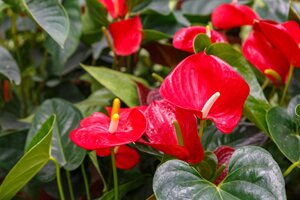 anthurium-andreanum