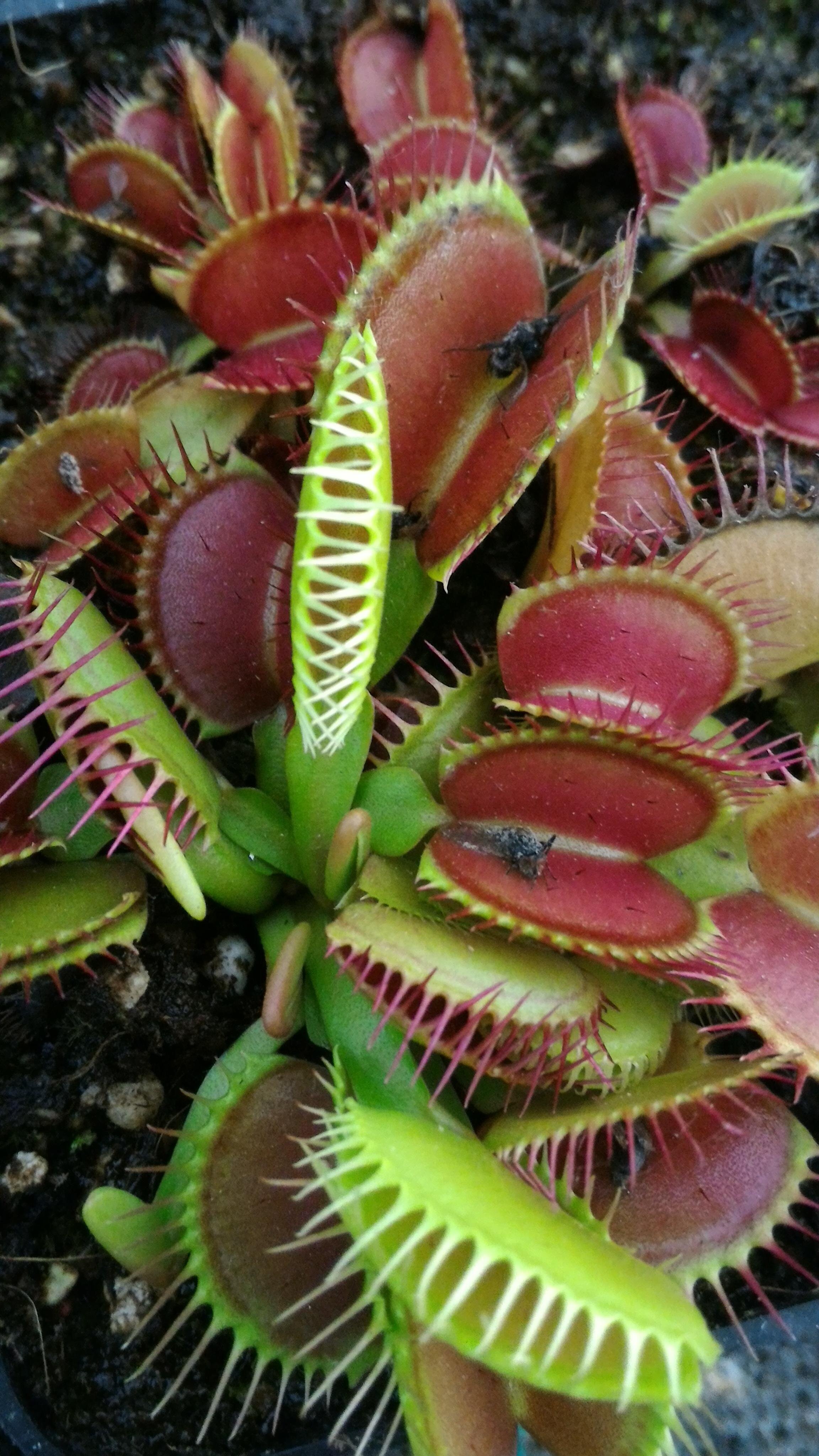 LE PIANTE CARNIVORE - di Marco Oliosi