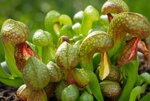 darlingtonia-californica