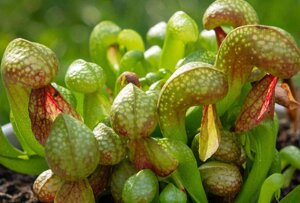 darlingtonia-californica