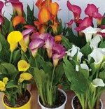 calla-colorata