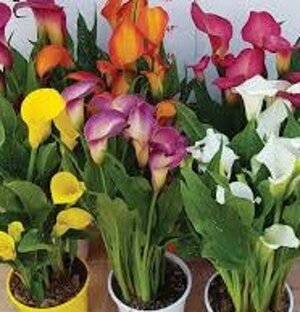 calla-colorata