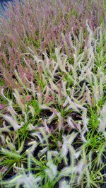 drosera-capensis-alba