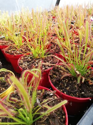 drosera-capensis-red
