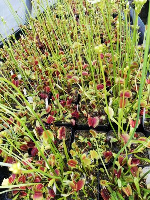 dionaea-muscipula-typical