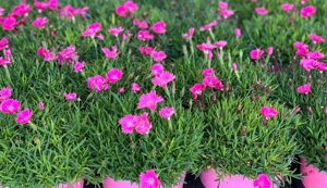 garofano-kaori-perenne