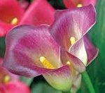 calla-colorata