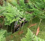 davallia-humata-tyermannii