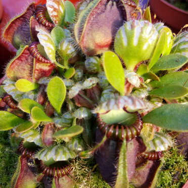pianta carnivora: Cephalotus