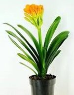 clivia-miniata