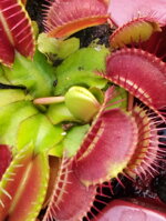 dionaea-muscipula-in-cultivar-40-cultivars-disponibili