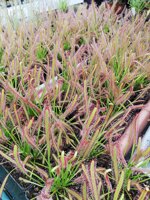 drosera-capensis-typical