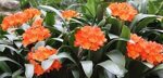 clivia-miniata