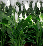 spathiphyllum