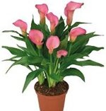 calla-colorata