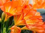 clivia-miniata