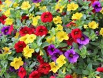 calibrachoa
