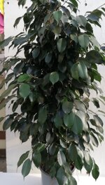 ficus-benjamina