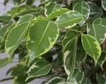 ficus-benjamina