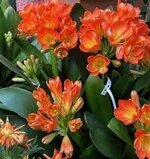 clivia-miniata