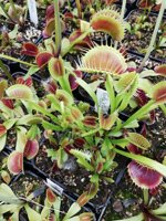 dionaea-muscipula-in-cultivar-40-cultivars-disponibili