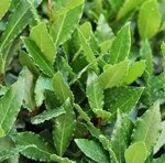 alloro-laurus-nobilis