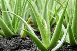aloe-aloe-vera