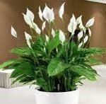 spathiphyllum