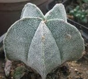 astrophytum