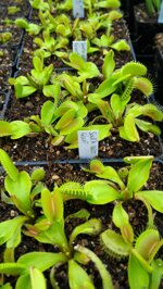 dionaea-muscipula-in-cultivar-40-cultivars-disponibili