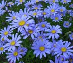 agatea-felicia-amelloides