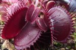 dionaea-muscipula-in-cultivar-40-cultivars-disponibili