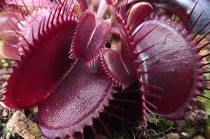 dionaea-muscipula-in-cultivar-40-cultivars-disponibili