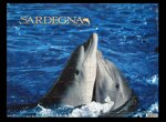 puzzle-sardegna-bz011-delfini