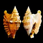 tricornis-oldi-10483mm