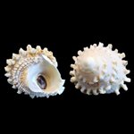 astralium-rotularia-lamarck-1822-4187x3528mm
