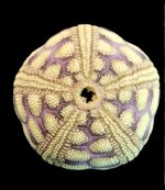 microcyphus-rousseaui-omani-form-4812mm