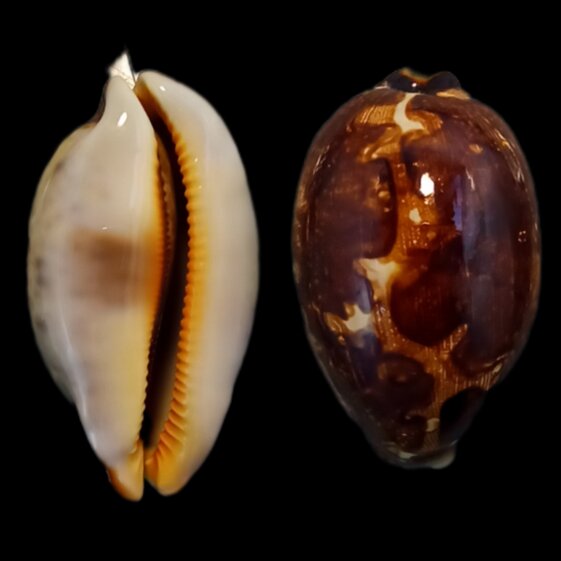 fe48c868-de5b-498c-9dd1-b97faef14c53