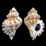 turritriton-labiosus-wood-1828-3605mm