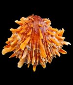 spondylus-crassisquama-11833mm