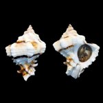 hexaplex-kuesterianus-cm-tapparone-canefri-1875-8780mm