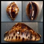 zoila-jeaniana-sherylae-l-raybaudi-1990-7660mm