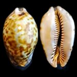 trona-stercoraria-minima-c-linnaeus-1758-2966mm